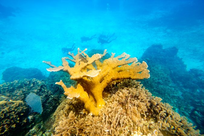 Yellow curve coral under sea