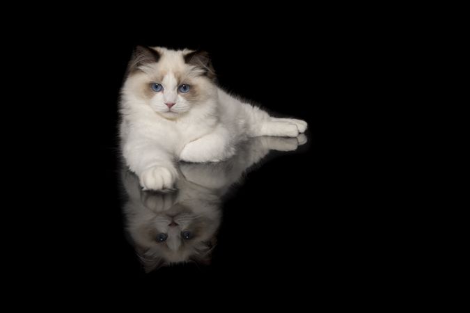 Pretty ragdoll cat with blue eyes lying down looking at the camera seen from the front on a dark background with reflection