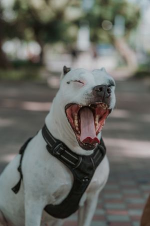 Amstaff dog yawning in street