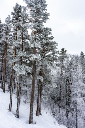 Tall trees covered with snow in Caucasus mountains