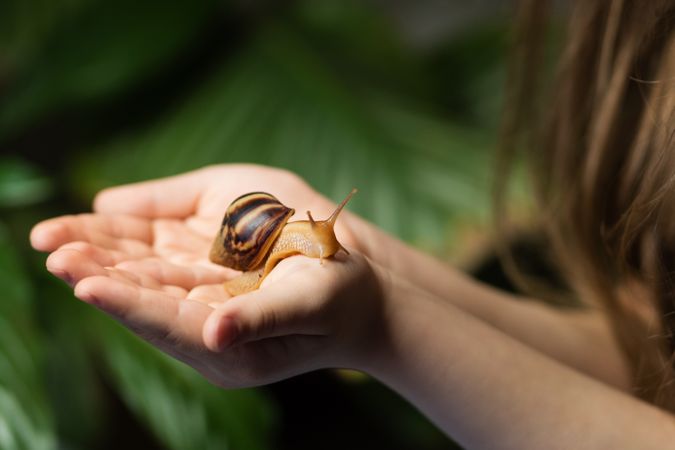 Achatina snail is crawling on palms of little girl.