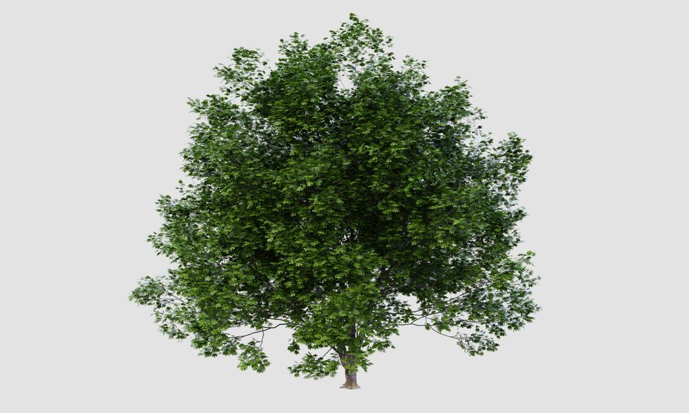 Big tree isolated on plain background