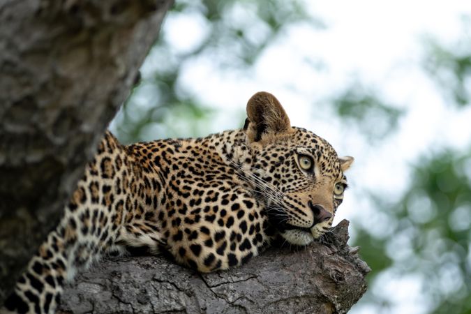 Leopard lying on tree branch