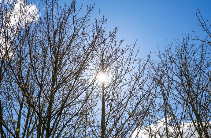 Sun shining through bare tree branches in spring
