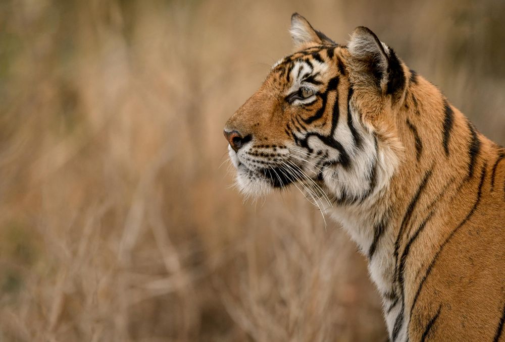 Portrait of tiger