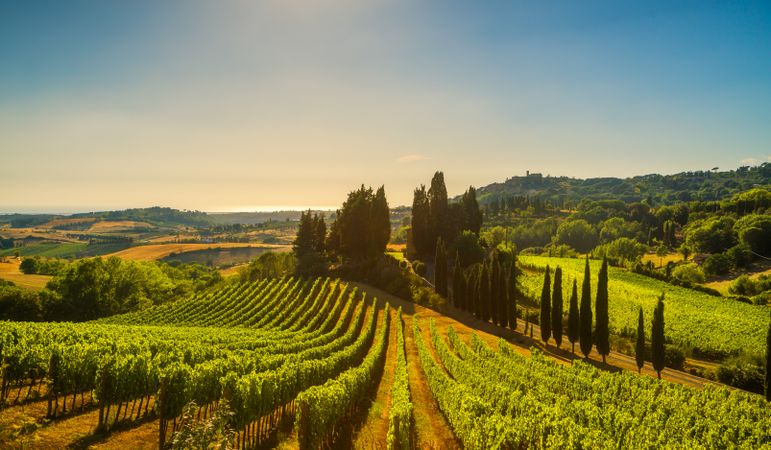 Casale Marittimo village, vineyards and landscape in Maremma, Tuscany, Italy