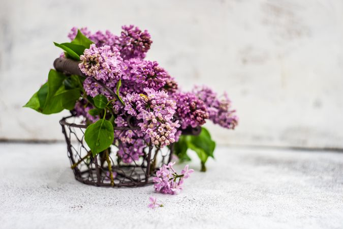 Minimalistic home interior decor with basket of lilac flowers