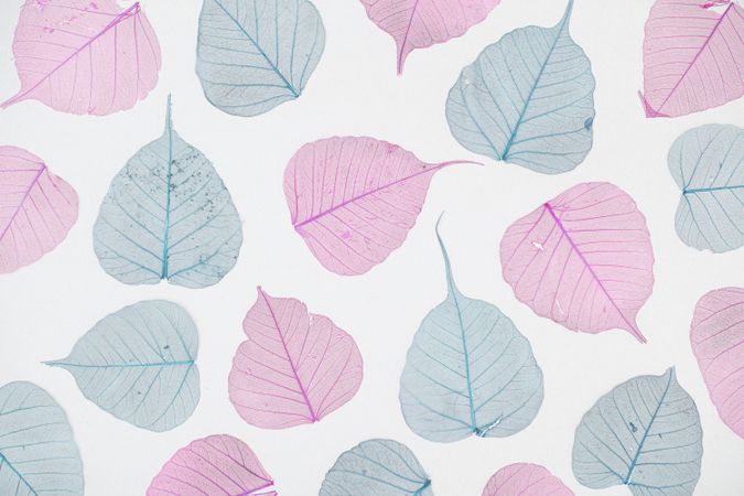 Transparent leaves in pink and blue color on bright background
