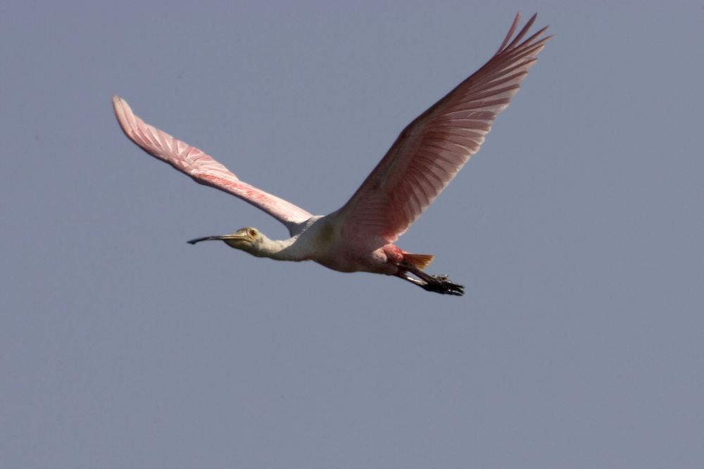 Roseate spoonbill in flight