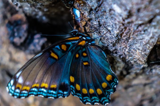 Spicebush butterfly in close-up