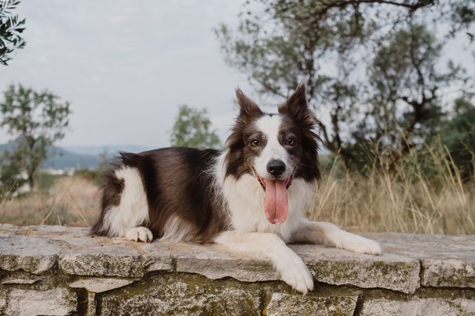 Senior Border Collie sitting on road against blurred dry grass