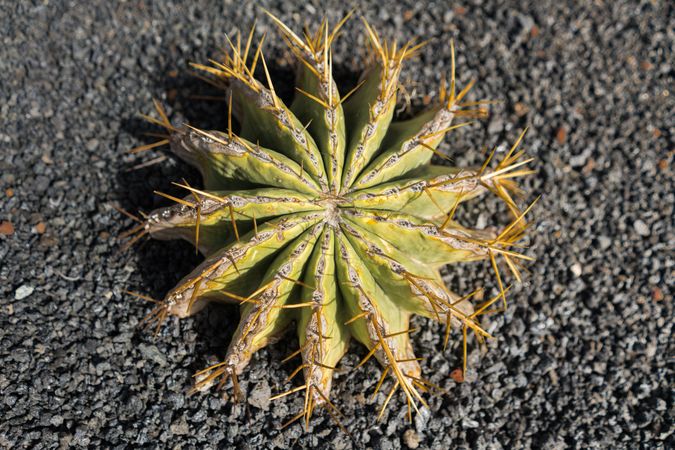 Bunch of prickly cactus