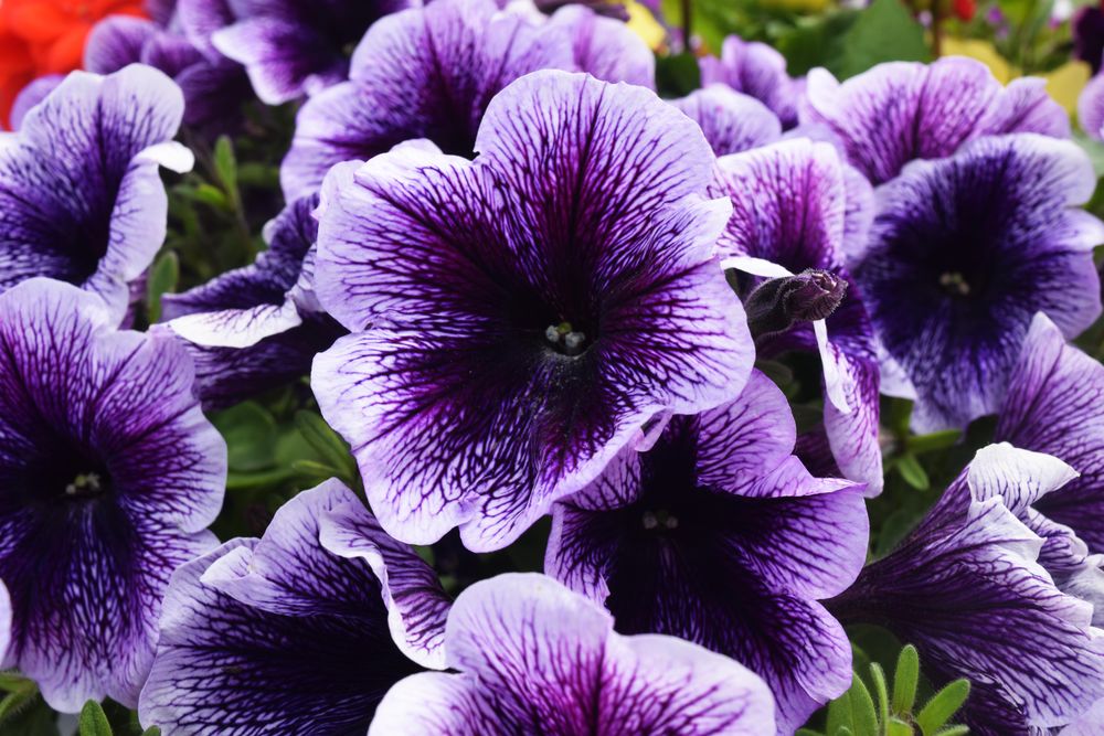 Violet flowers