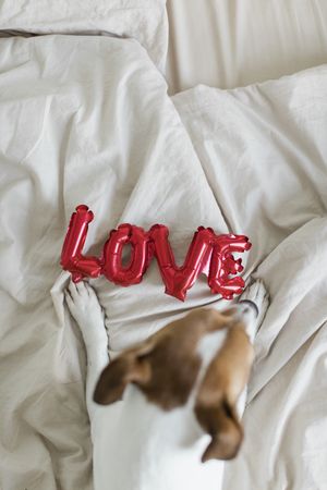 Top view of red love balloon laying on the bed and a dogs paws near its base