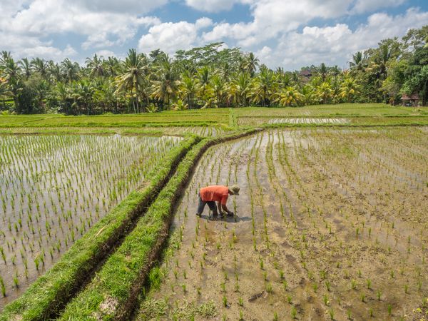 Bali, Indonesia - August, 15 2015: Anonymous peasant planting rice