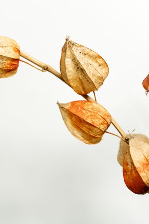 Dried leaves, educational still life for drawing