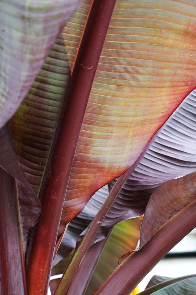 Red tropical leaves