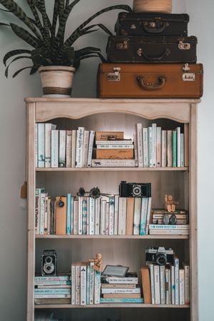 Suitcases and indoor plant on bookshelves