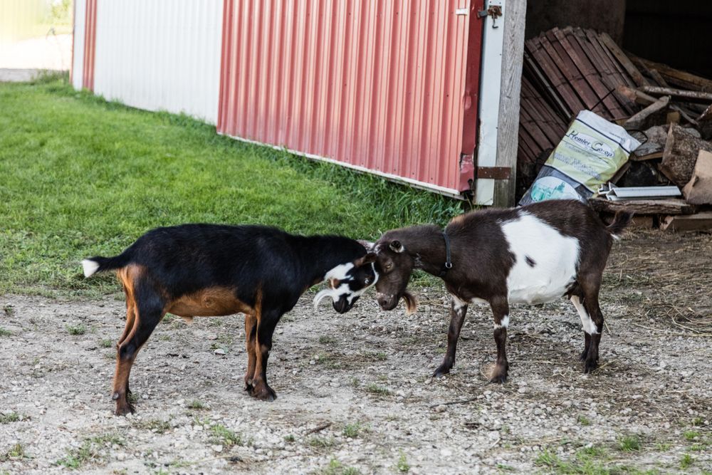 Goats butting heads, farm in Westby in Vernon County, Wisconsin