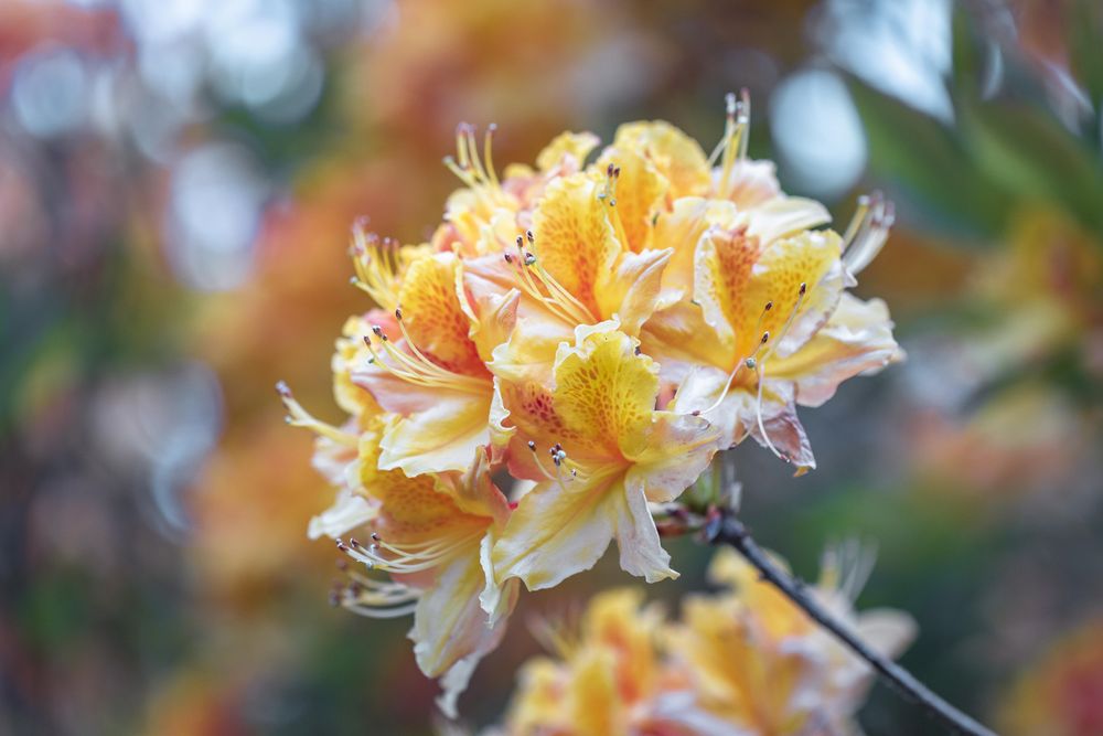 Side view of orange azalea
