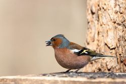 Common chaffinch outdoor