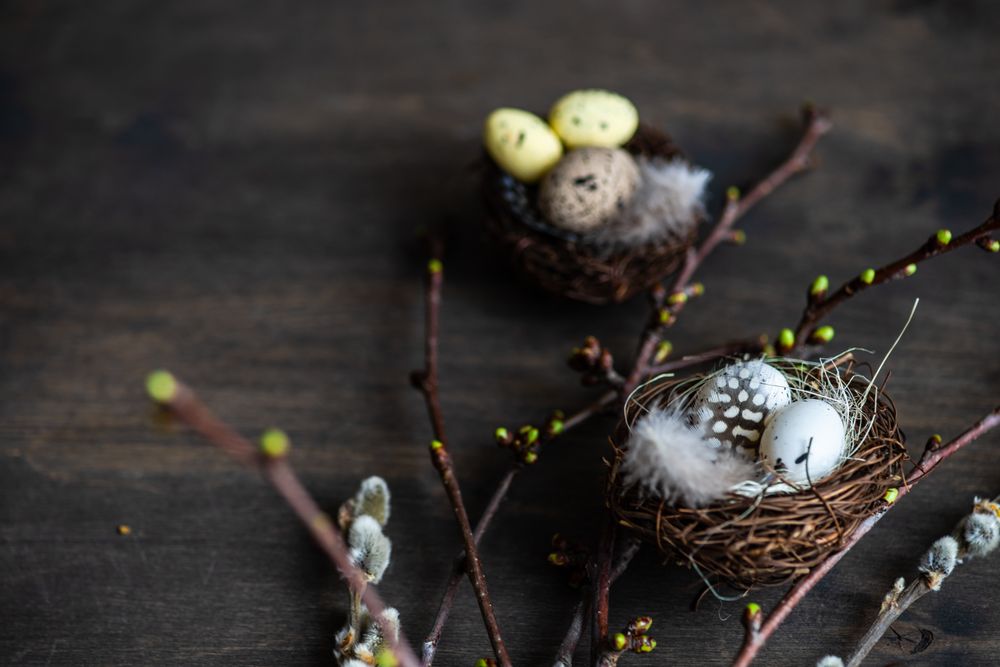 Nest with eggs and branches of pussy willow on wooden table with copy space