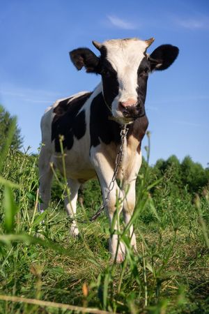 Cow on green grass field