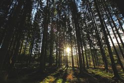 Sun breaking through tall trees in forest