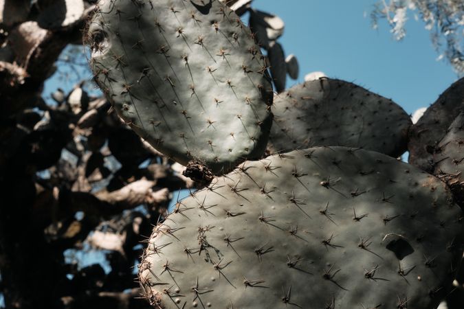 Spiky flat cactus in the sun