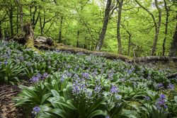 Flowers growing in spring forest