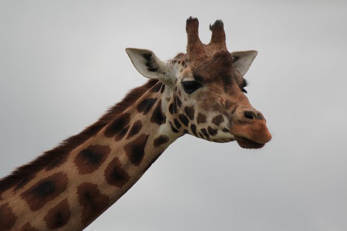 Adult giraffe headshot
