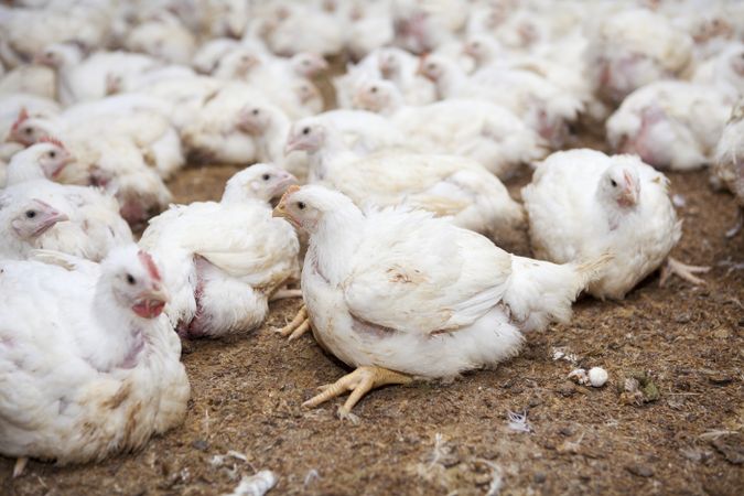 Poultry at chicken farm