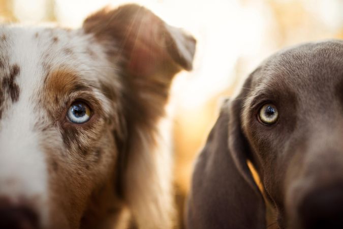 Two dogs side by side in close up