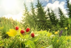 Wild strawberries bush  in a summer forest decor