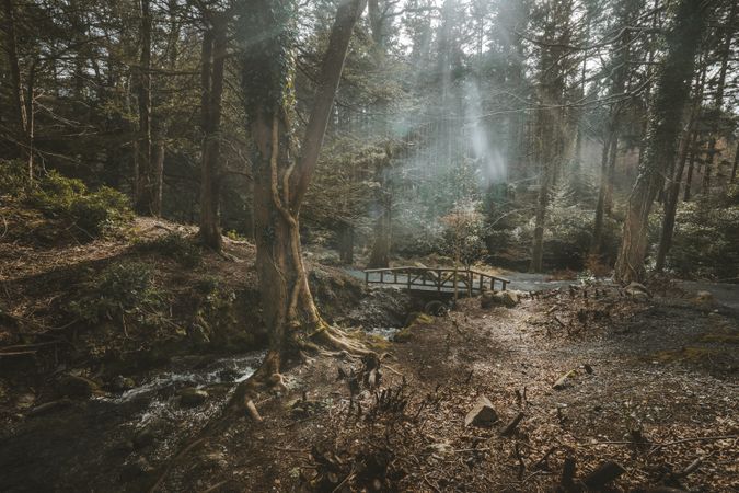 Footbridge over river in misty forest
