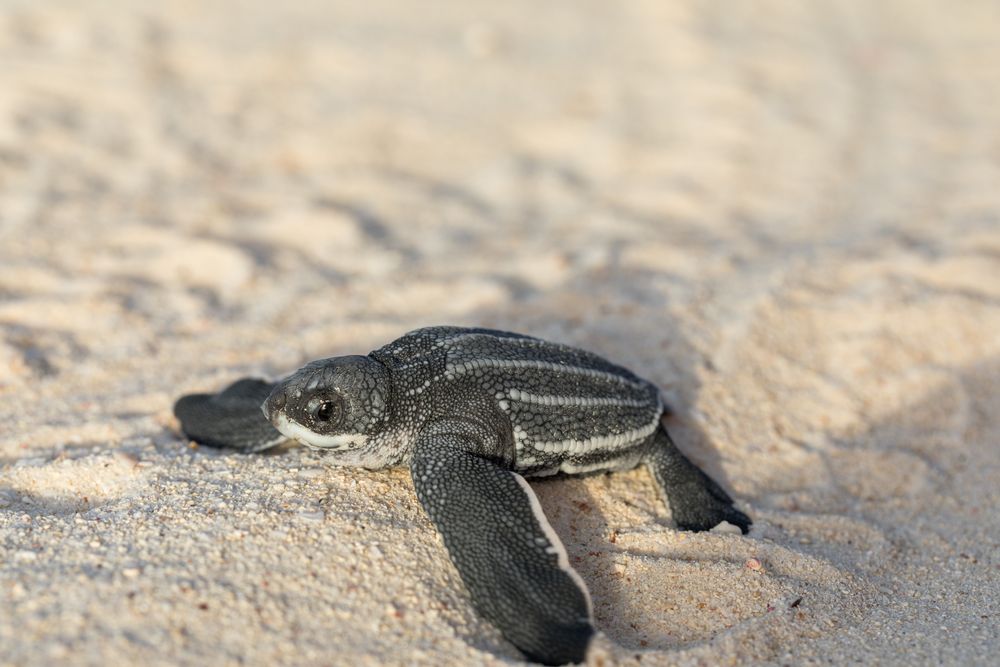 Baby turtle crawling on sand to water