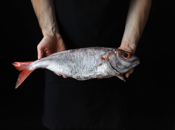 Big fish with red tail in hands