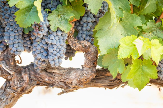 Vineyard with Lush, Ripe Wine Grapes on the Vine Ready for Harvest