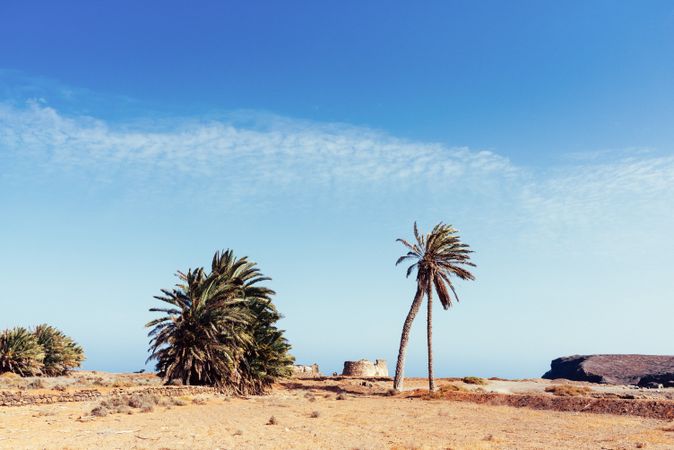 Palm trees growing in sand on seashore