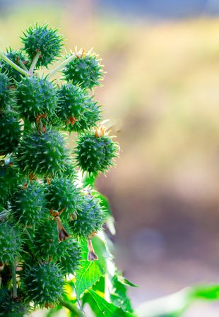 Buah jarak or Ricinus communis fruit,