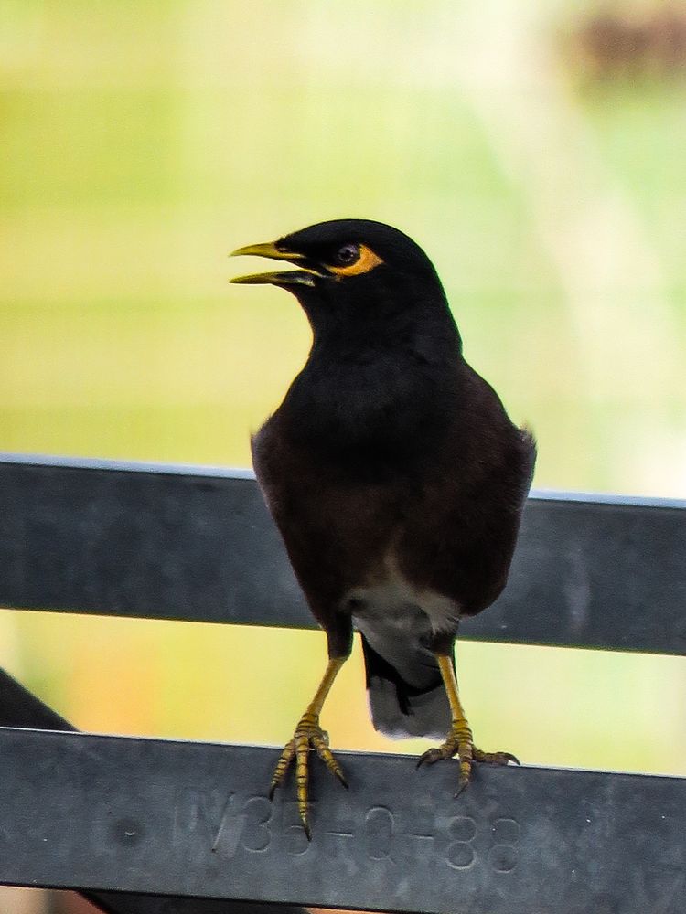 Myna on metal bar