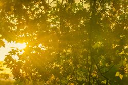 Sun rays through tree branches and leaves