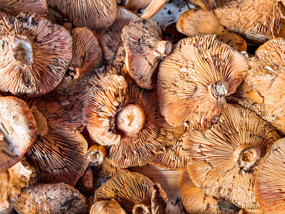 Under the cap of large mushrooms