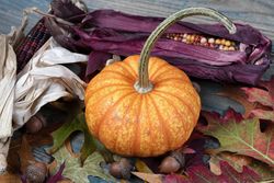 Pumpkin for autumn holiday background
