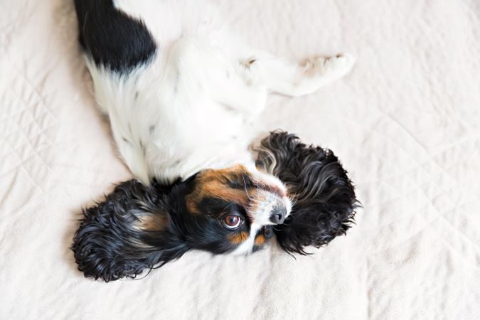 Cavalier spaniel lying on its side on bed