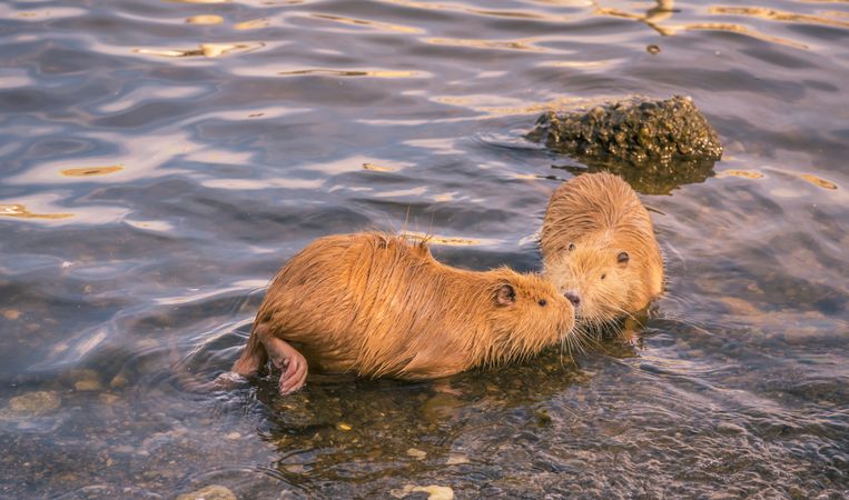 Two cute coypu kissing on water