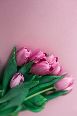 Pink tulips on clear background