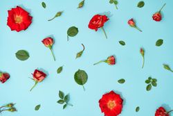 Creative arrangement of red flowers and leaves on pastel blue background