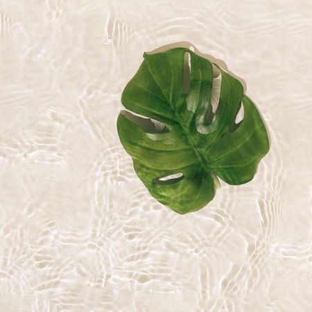 Single green monstera leaf on  water with circular ripple