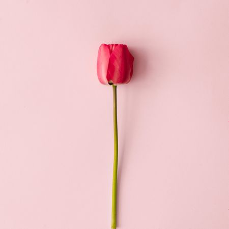 Spring tulip flower  on pastel pink background
